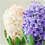 青州市潤(rùn)澤花卉苗木產(chǎn)品介紹